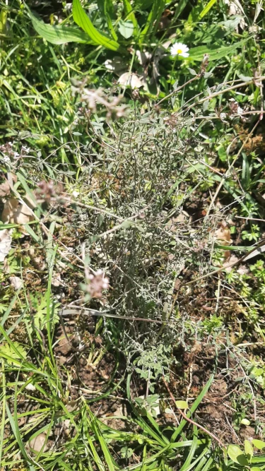 En gros plan, un origan aux tiges finement entremêlées et son feuillage aux petites écailles vert-gris caractéristiques, repose sur un sol terreux et à la végétation environnante composée d'herbes hautes et d'une petite pâquerette disposée plus haut, en arrière-plan. Le tout baigné d'une lumière éblouissante.
